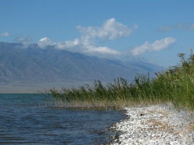 Флора и фауна озера Алаколь Флора и фауна озера Алаколь